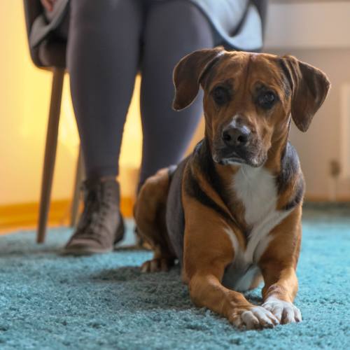 psychotherapie hund duesseldorf